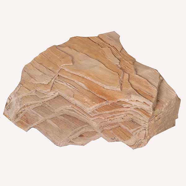 Petrified Wood Specimen Fossil