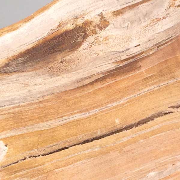 Petrified Wood Specimen Fossil