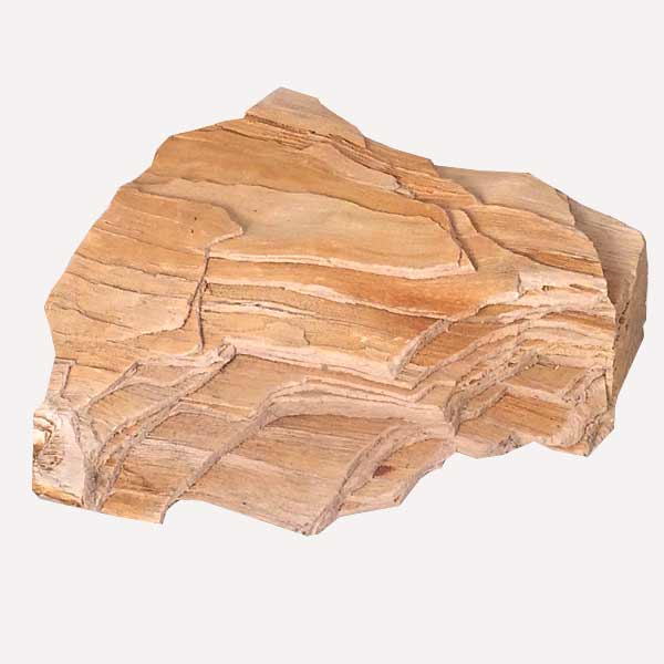 Petrified Wood Specimen Fossil