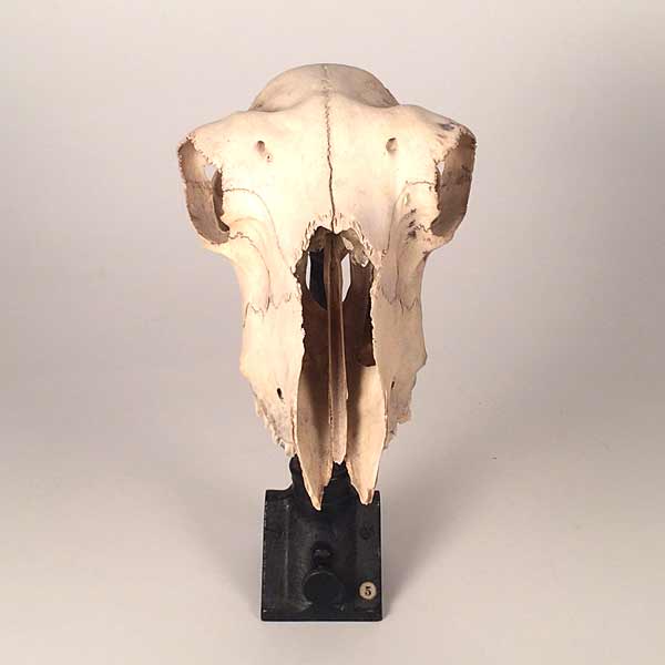 Goat Skull on Cast Iron Stand