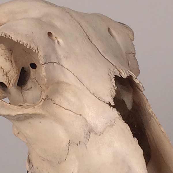Goat Skull on Cast Iron Stand